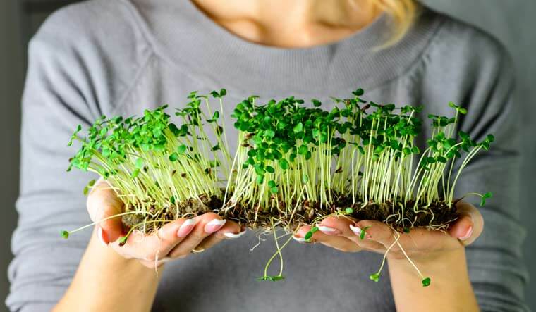 Microgreen farm: Starting Your Own Microgreen Business -1-getinstartup